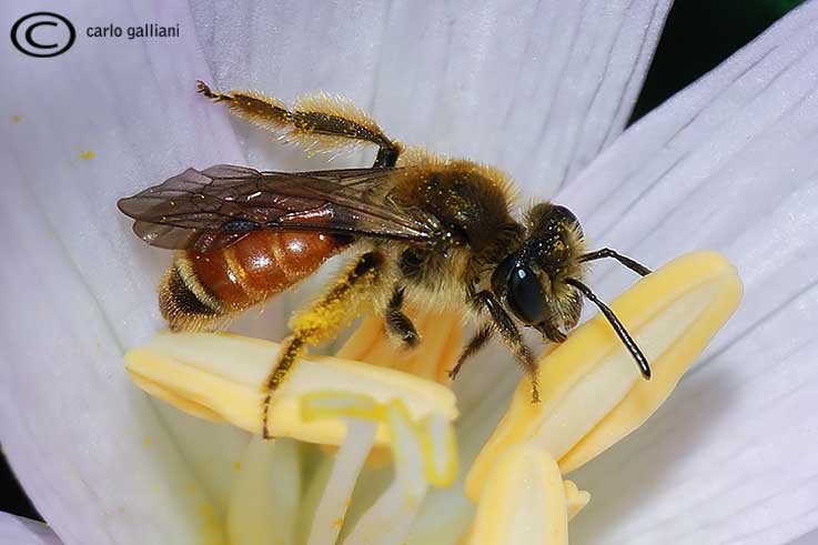 Andrena cfr. labiata